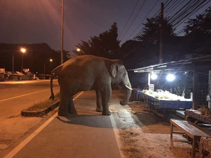 Một là&nbsp;nải chuối, hai là sập sạp chuối!