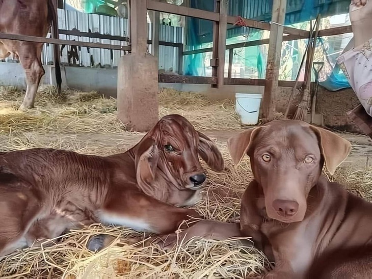 Có nét phu thê lắm! 