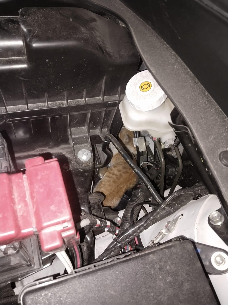 "Công cụ" bắt chuột hiệu quả nhất thế giới.