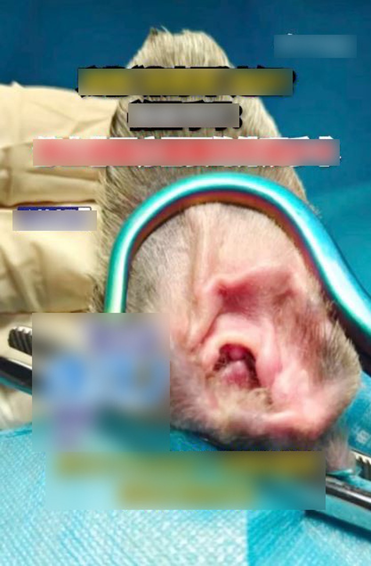 Dáng tai nhọn của mèo sẽ được 