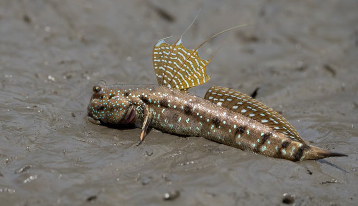 Thương xà vi xanh mướt, nhớ thòi lòi hiền lành- Ảnh 2.