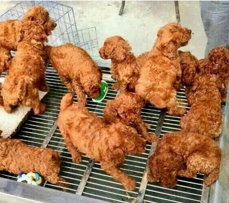 Cứ tưởng một dĩa gà rán.