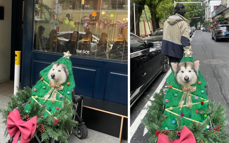 Ảnh vui 5-12: Cây thông Noel di động phát ra tiếng sủa cực chill