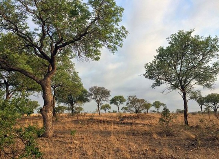 Mắt 10/10 mới thấy con báo đứng ở đâu- Ảnh 1.