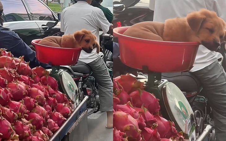 Ảnh vui 8-12: Lần đầu tiên thấy chú chó đi bán thanh long