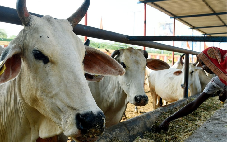 Valentine 14-2 ở Ấn Độ được gọi là "Ngày ôm bò"