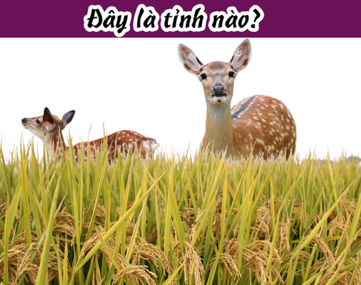 Đây là tỉnh nào ở Việt Nam? - Ảnh 7.