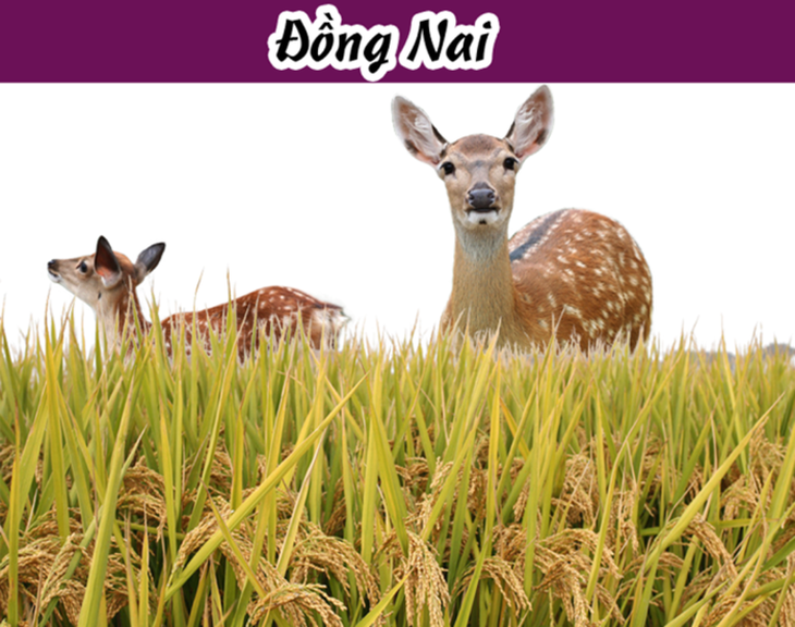 Đây là tỉnh nào ở Việt Nam? - Ảnh 9.