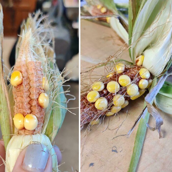 Dẹp ngay ý tưởng bỏ phố về rừng sau khi thấy loạt ảnh này - Ảnh 1.