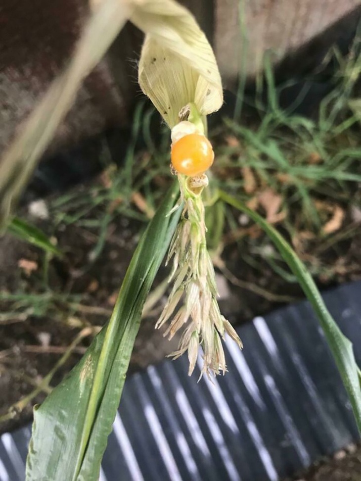 Dẹp ngay ý tưởng bỏ phố về rừng sau khi thấy loạt ảnh này - Ảnh 2.