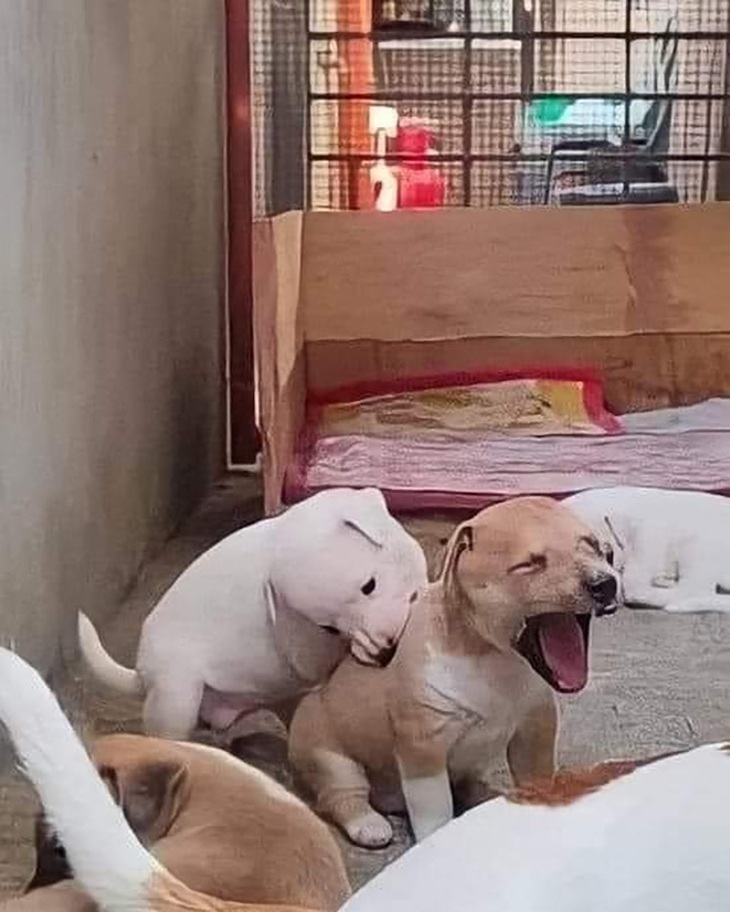 Ảnh vui 21-2: Rihanna Bình Dương quẩy tưng bừng trên sân khấu - Ảnh 2.