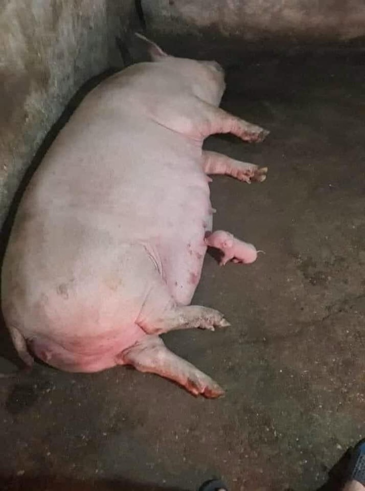 Ảnh vui 24-2: Khi nhà có bà vợ nóng tính và ông chồng khéo tay - Ảnh 3.