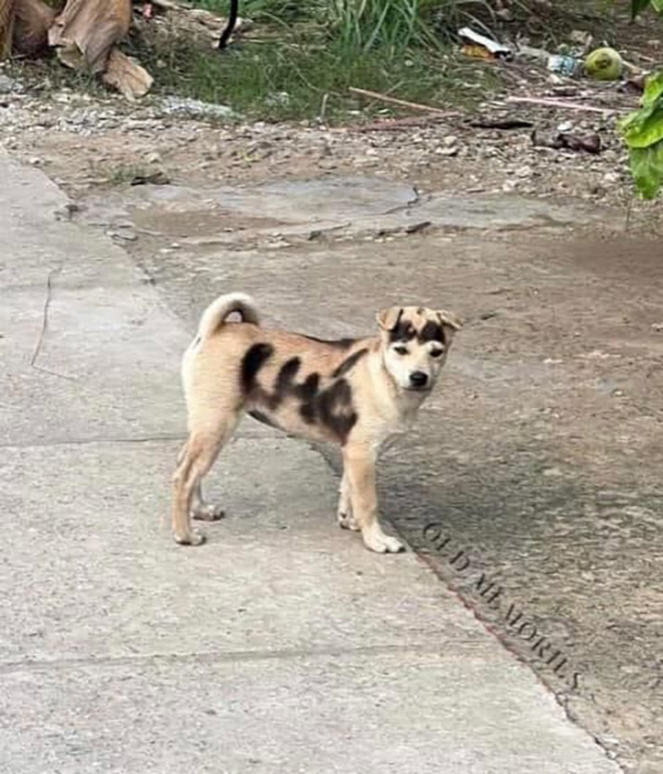 Ảnh vui 26-2: Nhìn mặt uy tín luôn! - Ảnh 1.