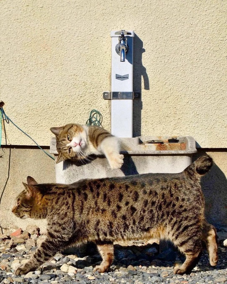 Ảnh vui 27-2: Mua hàng online và cái kết múp rụp - Ảnh 3.