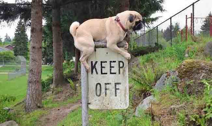 101 địa điểm chụp ảnh ối giời ôi khiến dân tình ôm bụng cười - Ảnh 3.