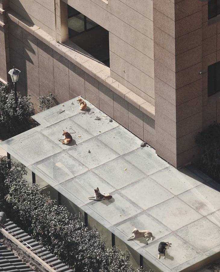 Ảnh vui 28-2: Tuyển nhân viên phục vụ TOEIC 800, IELTS 8.0 - Ảnh 3.