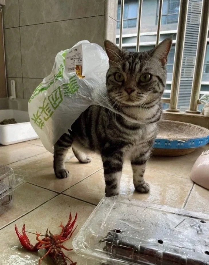 Ảnh vui 28-2: Tuyển nhân viên phục vụ TOEIC 800, IELTS 8.0 - Ảnh 5.