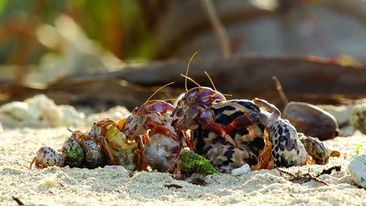 Cua ẩn sĩ xếp thành hàng để trao đổi ''nhà'' theo kiểu ''cũ người mới ta''. Ảnh cắt từ phim của BBC Earth