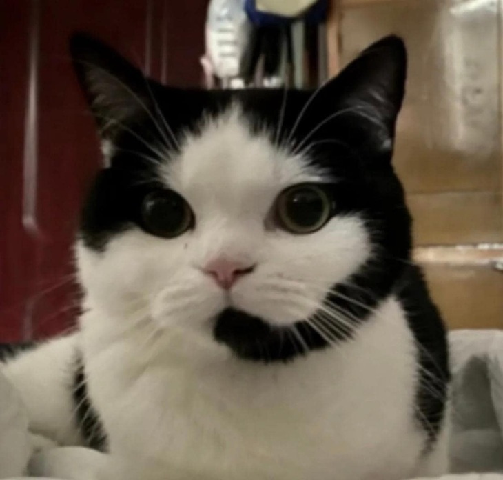 Ảnh vui 6-2: Lộc Fuho đóng vét làm giám đốc công ty xây dựng - Ảnh 5.