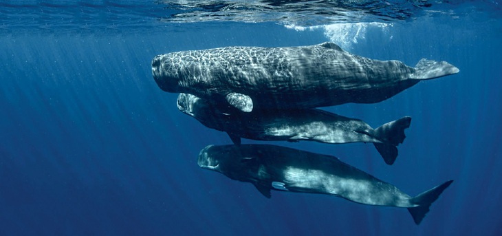 Ảnh: AMANDA COTTON/Dự án CETI