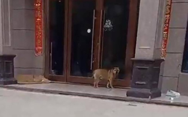 Chú chó 'trả thù' bác sĩ thú y triệt sản mình theo cách lạ ghê!