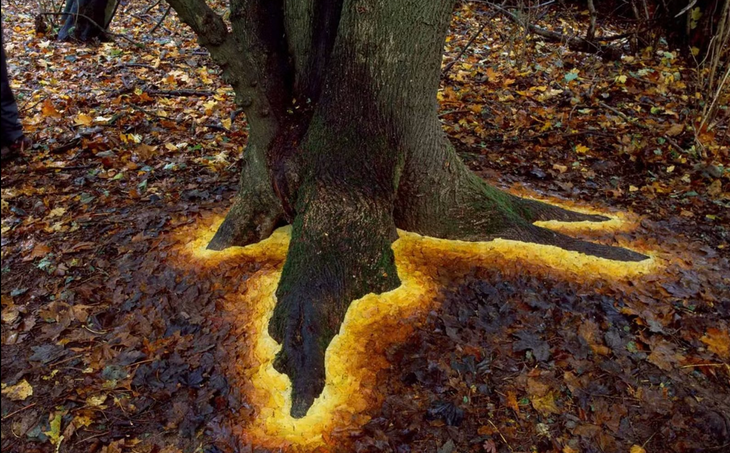 Lý do những gốc cây phát sáng - Ảnh 1.