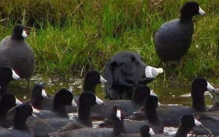 Ảnh vui 20-3: Người tinh mắt nhìn phát thấy ngay điểm khác biệt