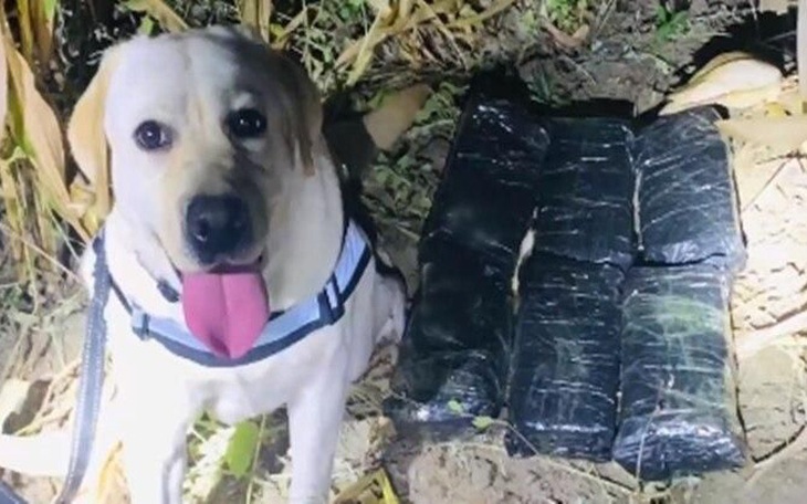 Chú chó được thưởng 