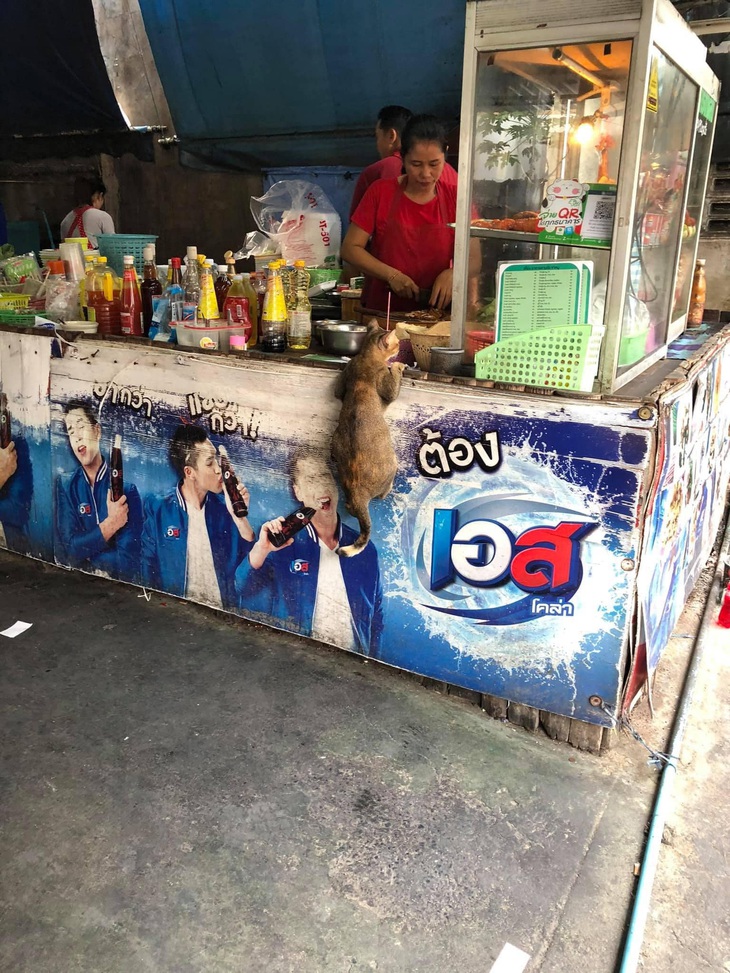 Ảnh vui 31-3: Thí sinh đang thi hoa hậu mà nhớ mẹ... ngang - Ảnh 2.