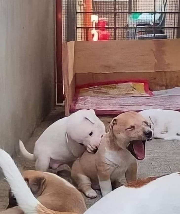 Ảnh vui 6-3: Chó cưng bị chủ vẽ bậy - Ảnh 5.