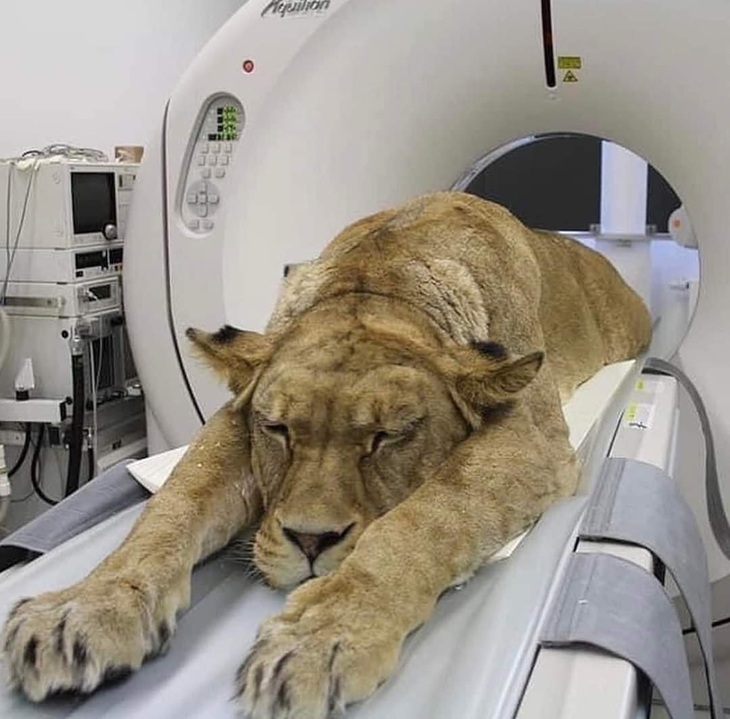 Điểm danh động vật hoang dã đến bệnh viện thú y khám bệnh - Ảnh 1.