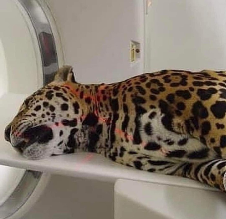 Điểm danh động vật hoang dã đến bệnh viện thú y khám bệnh - Ảnh 2.