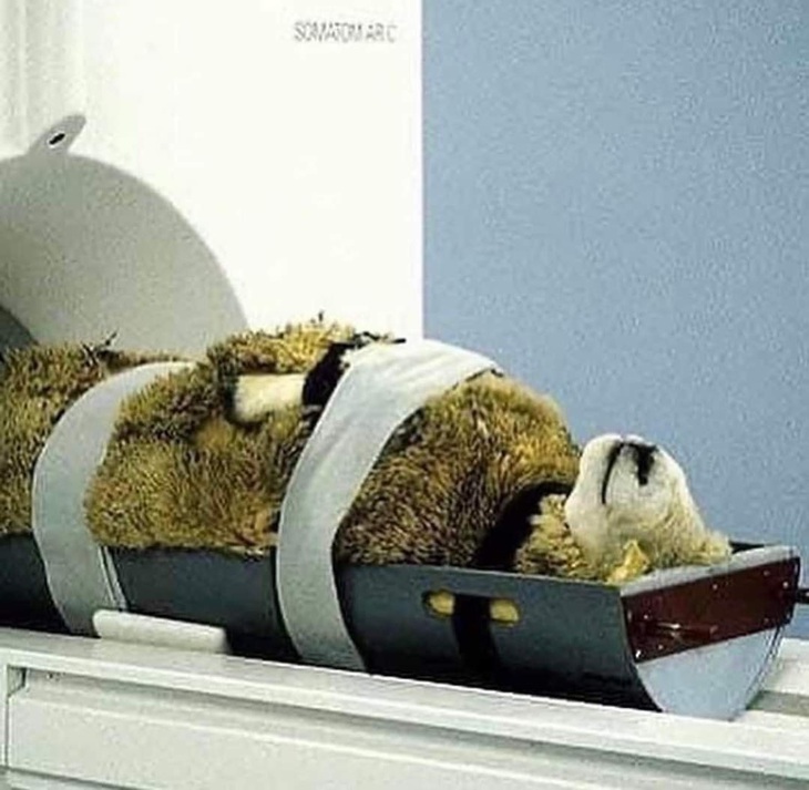 Điểm danh động vật hoang dã đến bệnh viện thú y khám bệnh - Ảnh 4.