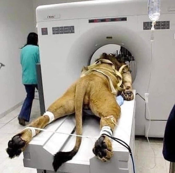 Điểm danh động vật hoang dã đến bệnh viện thú y khám bệnh - Ảnh 5.