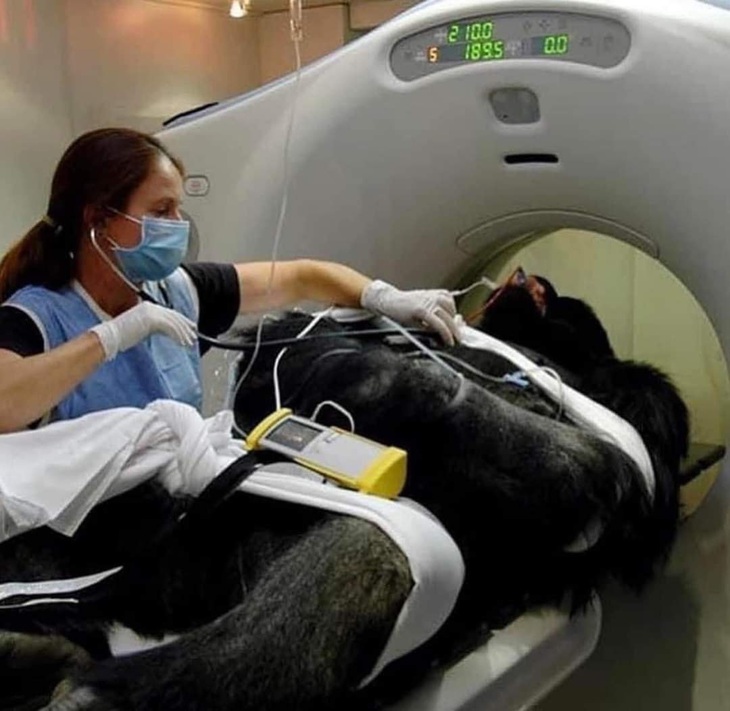 Điểm danh động vật hoang dã đến bệnh viện thú y khám bệnh - Ảnh 7.