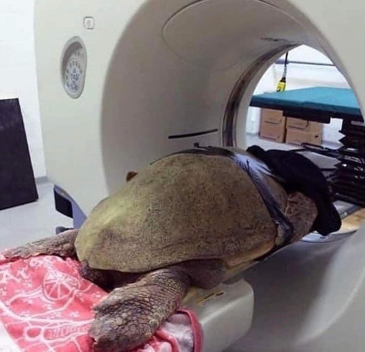 Điểm danh động vật hoang dã đến bệnh viện thú y khám bệnh - Ảnh 8.