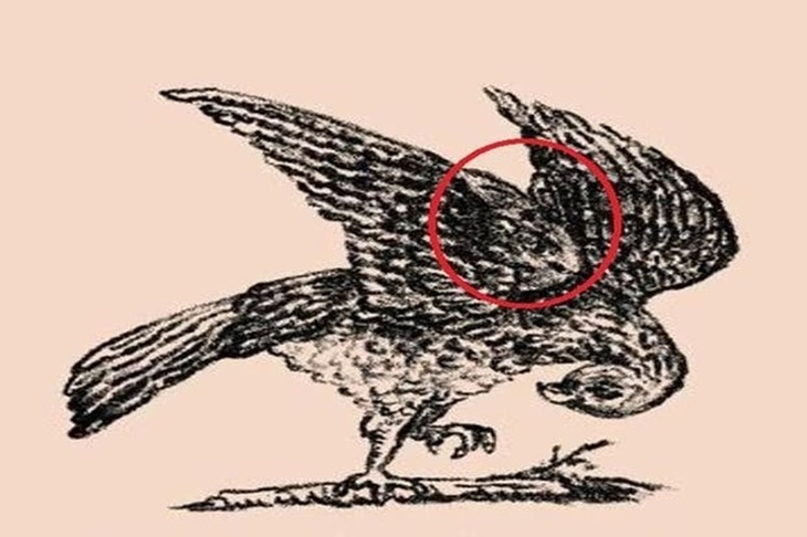 Chỉ mắt thần mới thấy con thỏ ẩn nấp ở trong tranh - Ảnh 3.