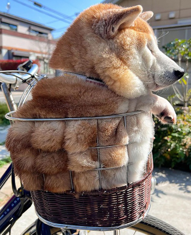 Ảnh vui 24-4: Sen lơ ngơ đăng tìm boss ngáo bị lạc - Ảnh 6.