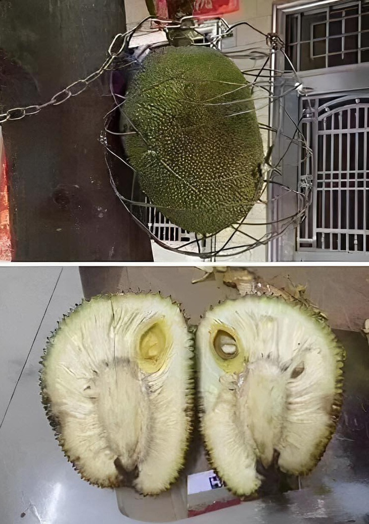 Ảnh vui 27-4: Té ngửa với bên trong trái mít được bảo vệ tận răng - Ảnh 1.