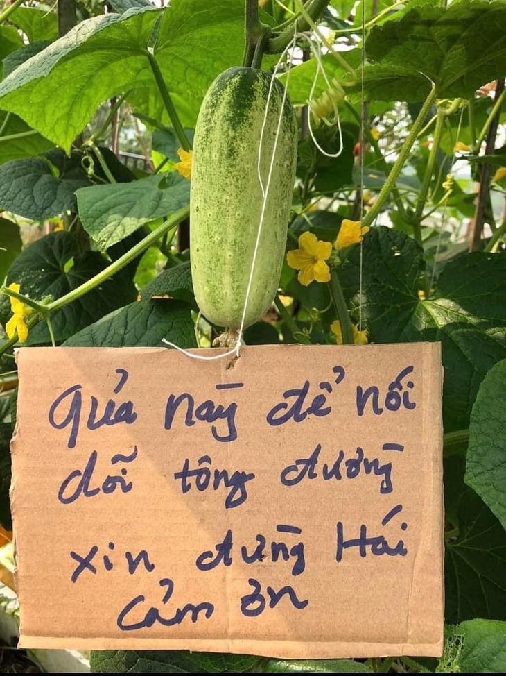 Trọng trách "nối dõi tông đường" đè nặng trái dưa leo.