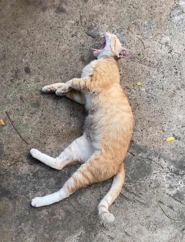 Màn chấm điểm mèo ở Thảo cầm viên gây sốt mạng xã hội - Ảnh 2.