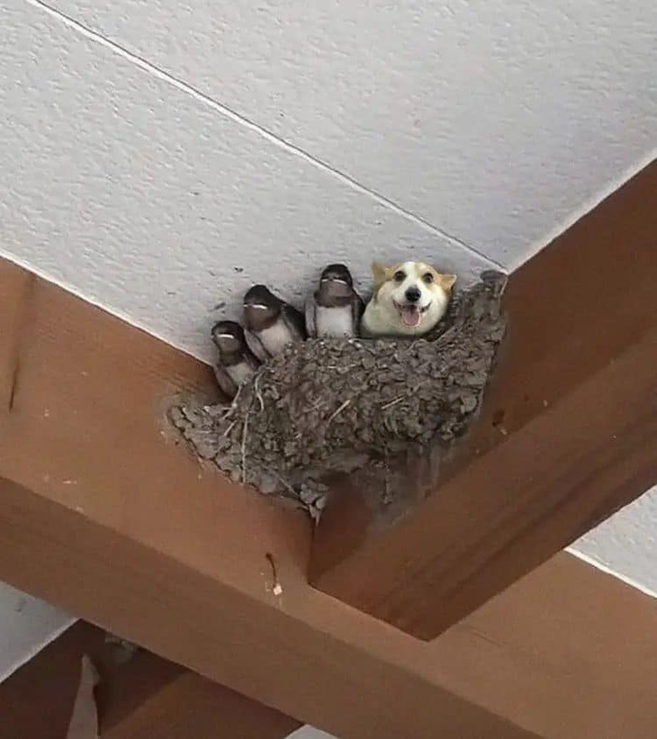 Ảnh vui 3-4: Mất 5 phút tôi mới nhận ra sự khác biệt ở đâu - Ảnh 5.