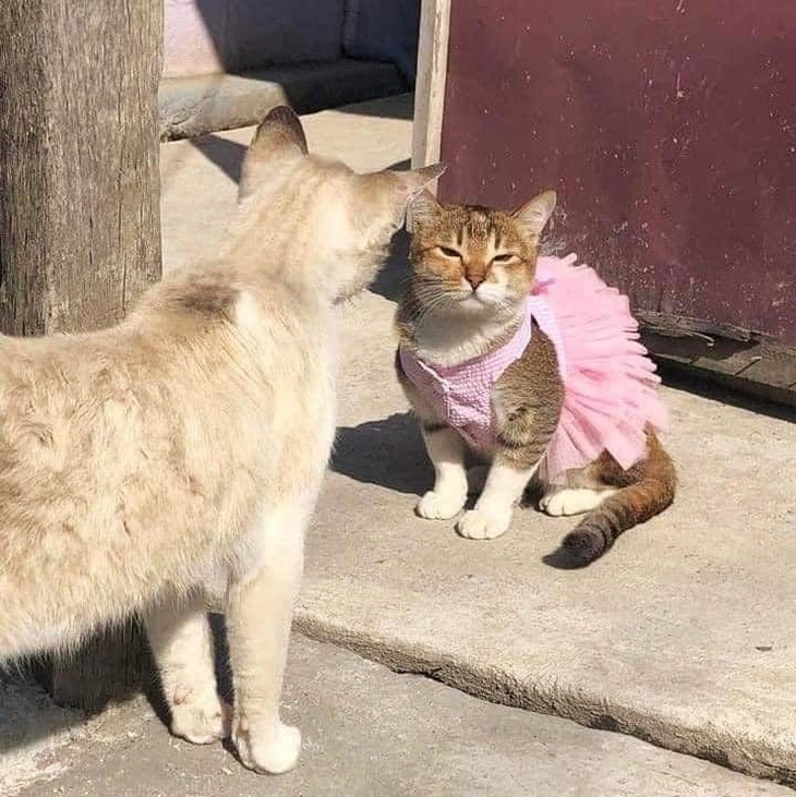 Ảnh vui 5-4: Mất cả phút mới biết hóa ra hiểu lầm - Ảnh 6.