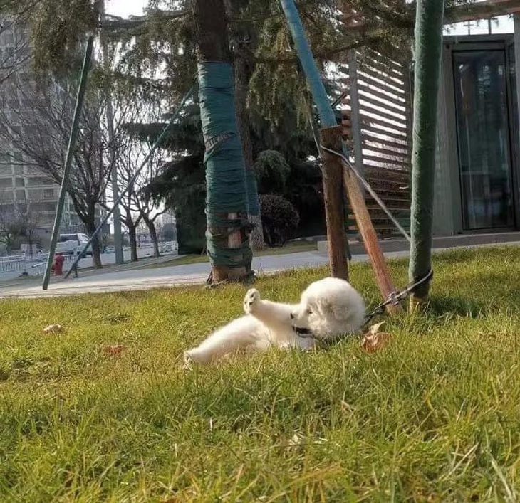 Ảnh vui 6-4: Tự nhiên đang chạy xe thì bị té - Ảnh 3.