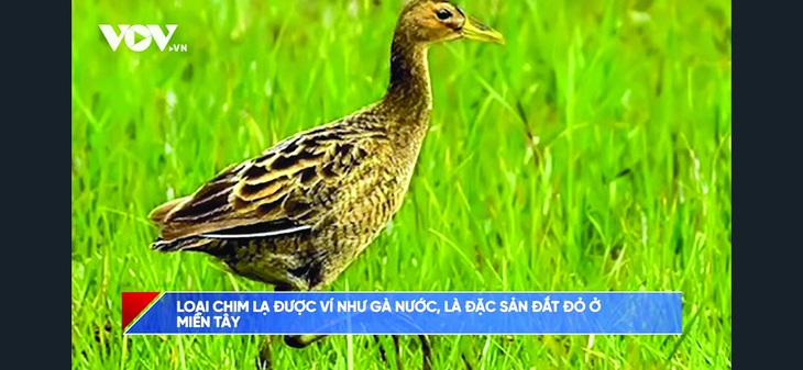 VOV hồn nhiên quảng bá thịt chim hoang dã là đặc sản! Ảnh cắt từ clip
