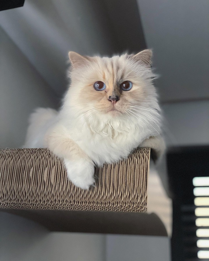 Met Gala 2023: Jared Leto, Doja Cat... hóa mèo trên thảm đỏ - Ảnh 6.