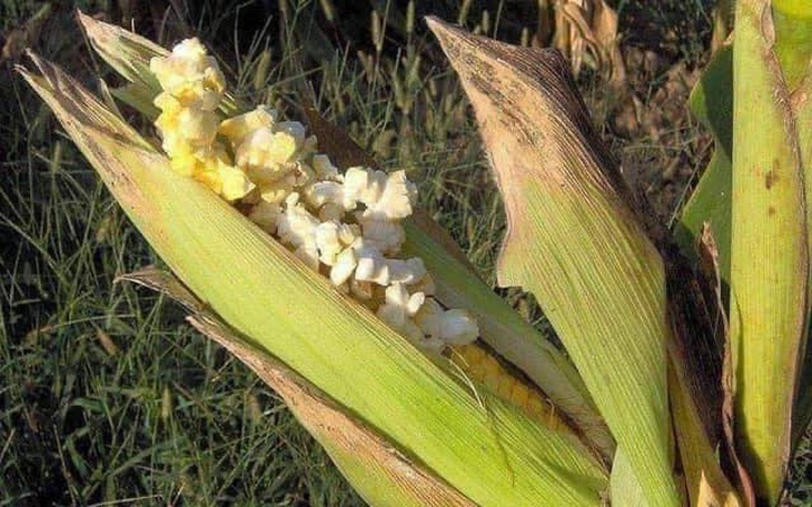 Ảnh vui 21-5: Suất bún chả 35.000 đồng có đúng bún với chả - Ảnh 6.