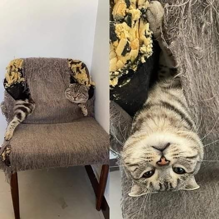 Ảnh vui 25-5: Công sức mang thai 9 tháng 10 ngày của tôi - Ảnh 3.