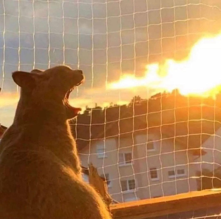 Ảnh vui 5-5: Khi buồn thì nên kiếm một cái cây - Ảnh 6.