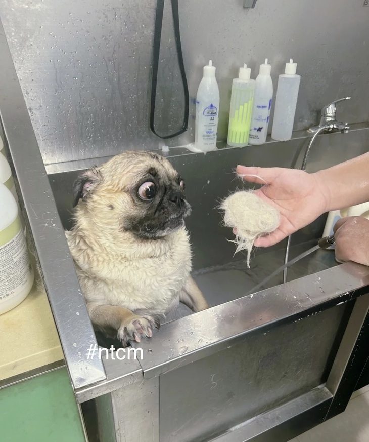 Ảnh vui 8-5: Ai không tin thì nói ảnh photoshop - Ảnh 4.